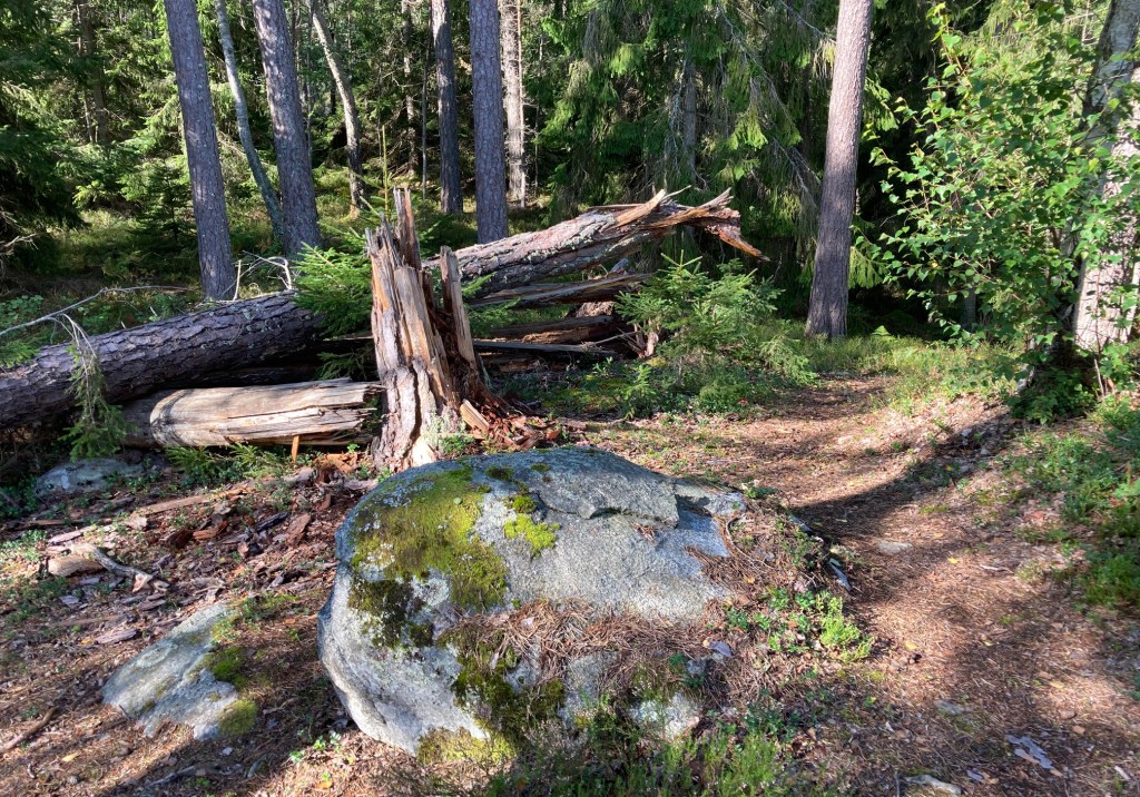 6—En Mycket Fuktig Augusti